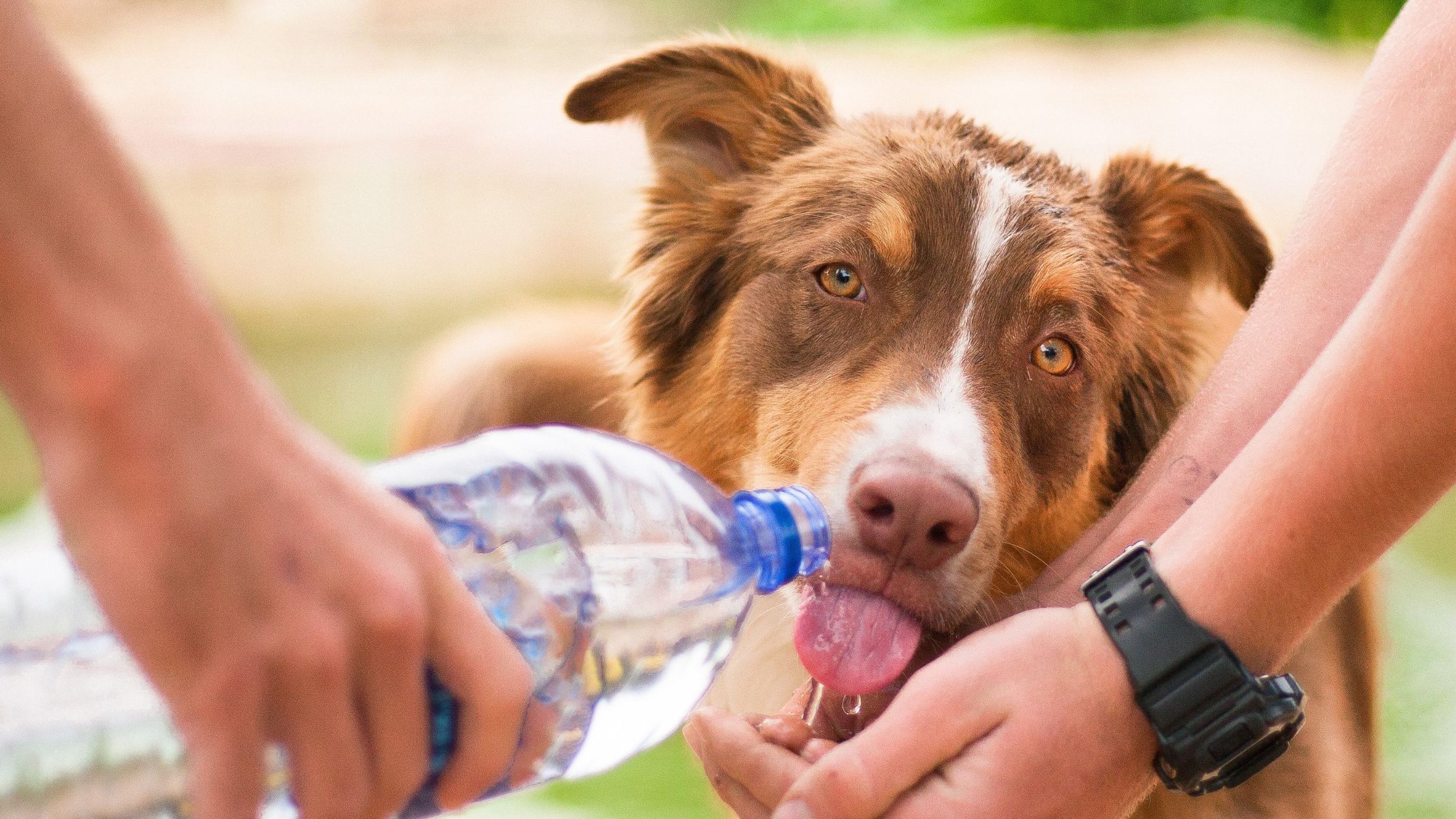 Água Gelada Para Cachorro, Pode Oferecer?