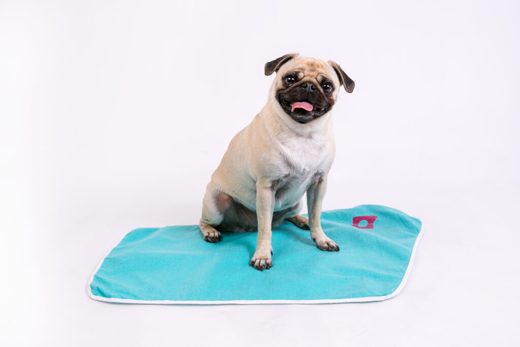 Pug